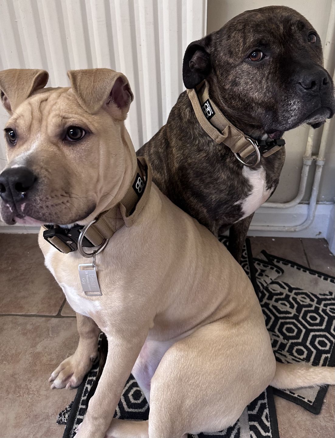 Customer photo review of 5cm Combat® Collar | Rated Clip - NO HANDLE - Military Tan v2.0