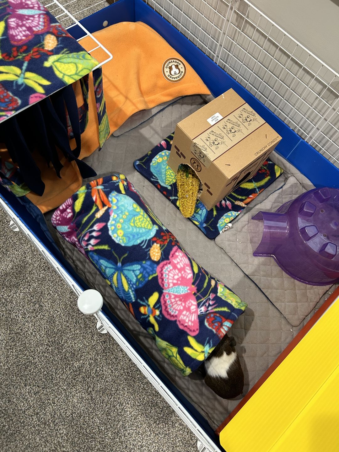 Customer photo review of GuineaDad Liner - Guinea Pig Fleece Liner with Pockets