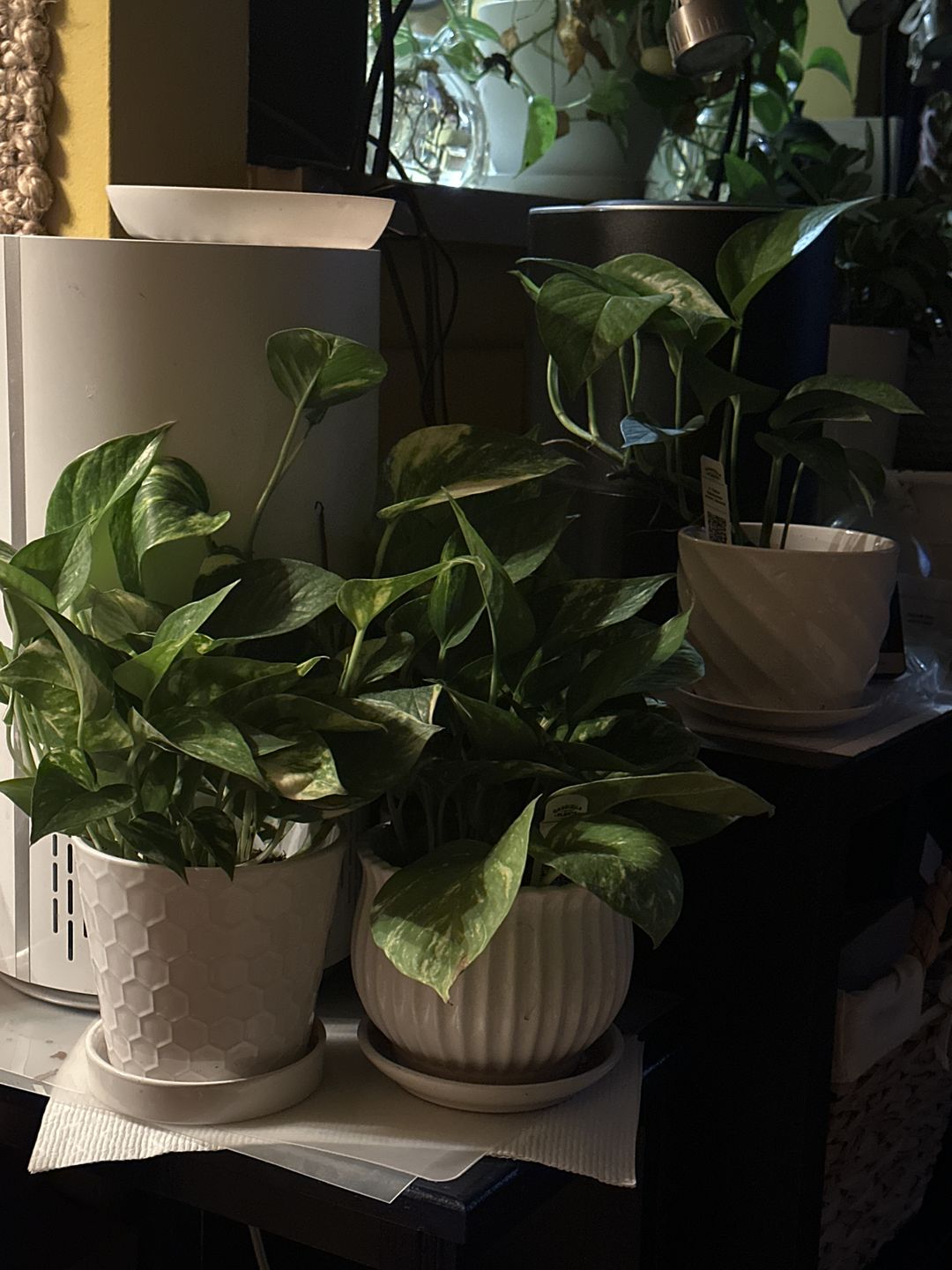 Customer photo review of 4" Pothos Epipremnum aureum 'Golden'