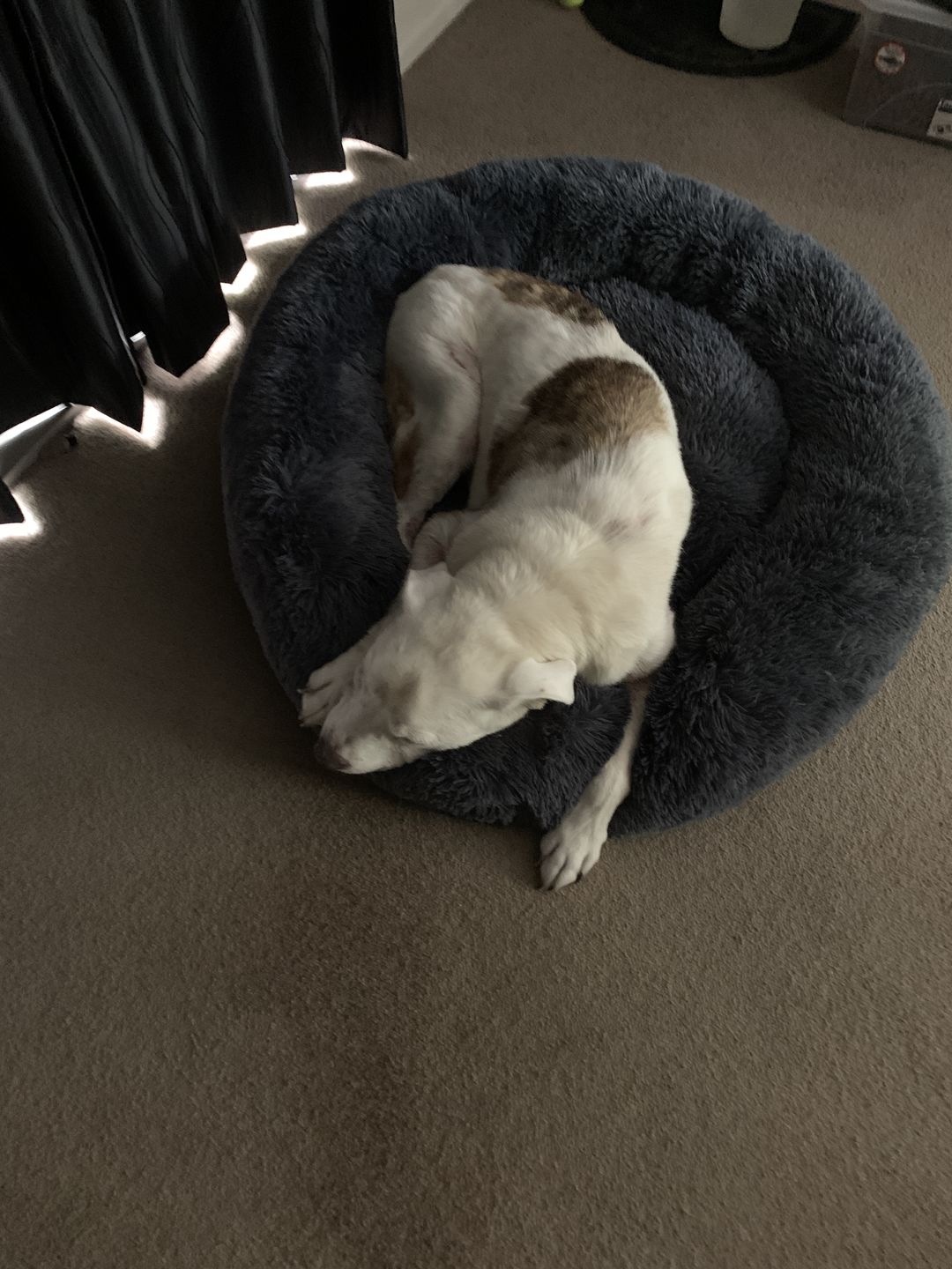 Customer photo review of Brooklyn® Deep Sleep Pet Bed
