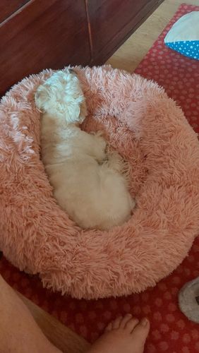 Customer photo review of Puppery Hundebett Wolke 7 - Das Original