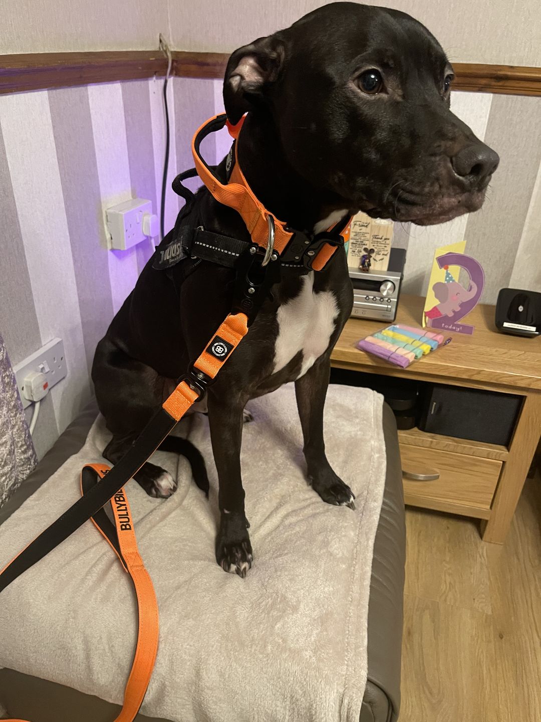 Customer photo review of 1.4m Swivel Combat Lead | Neoprene Lined, Secure Rated Clip with Soft Handle - Orange