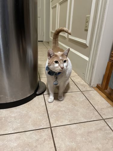 Customer photo review of Explorer