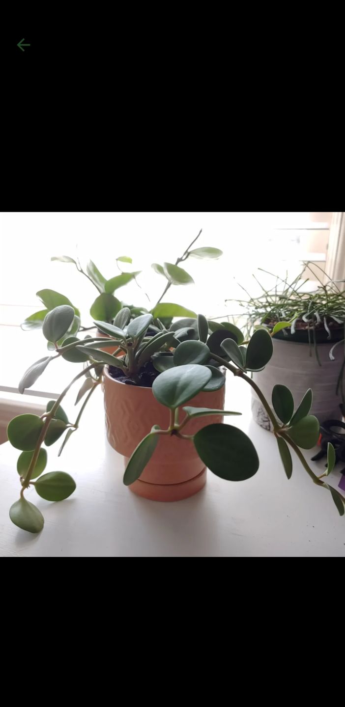 Customer photo review of 3" Peperomia 'Hope'