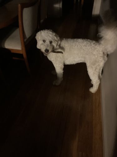 Lorraine P. review of Goat Horns for dogs image 1 out of 1