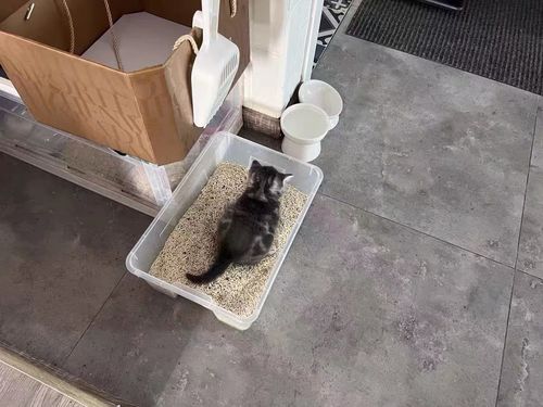 Customer photo review of Michu Natural Clumping Tofu Cat Litter 2.5kg/6L