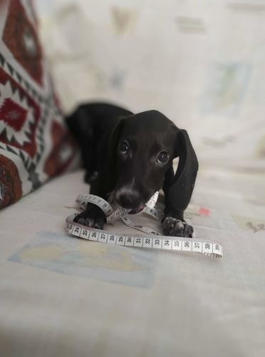 Customer photo review of Πορτραίτο Δικό Σας μαζί με το Κατοικίδιο σας  - Πόστερ με κάδρο