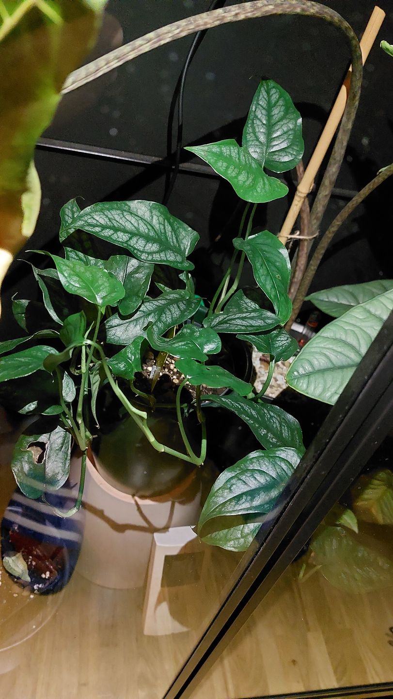 Customer photo review of MONSTERA SILTEPECANA