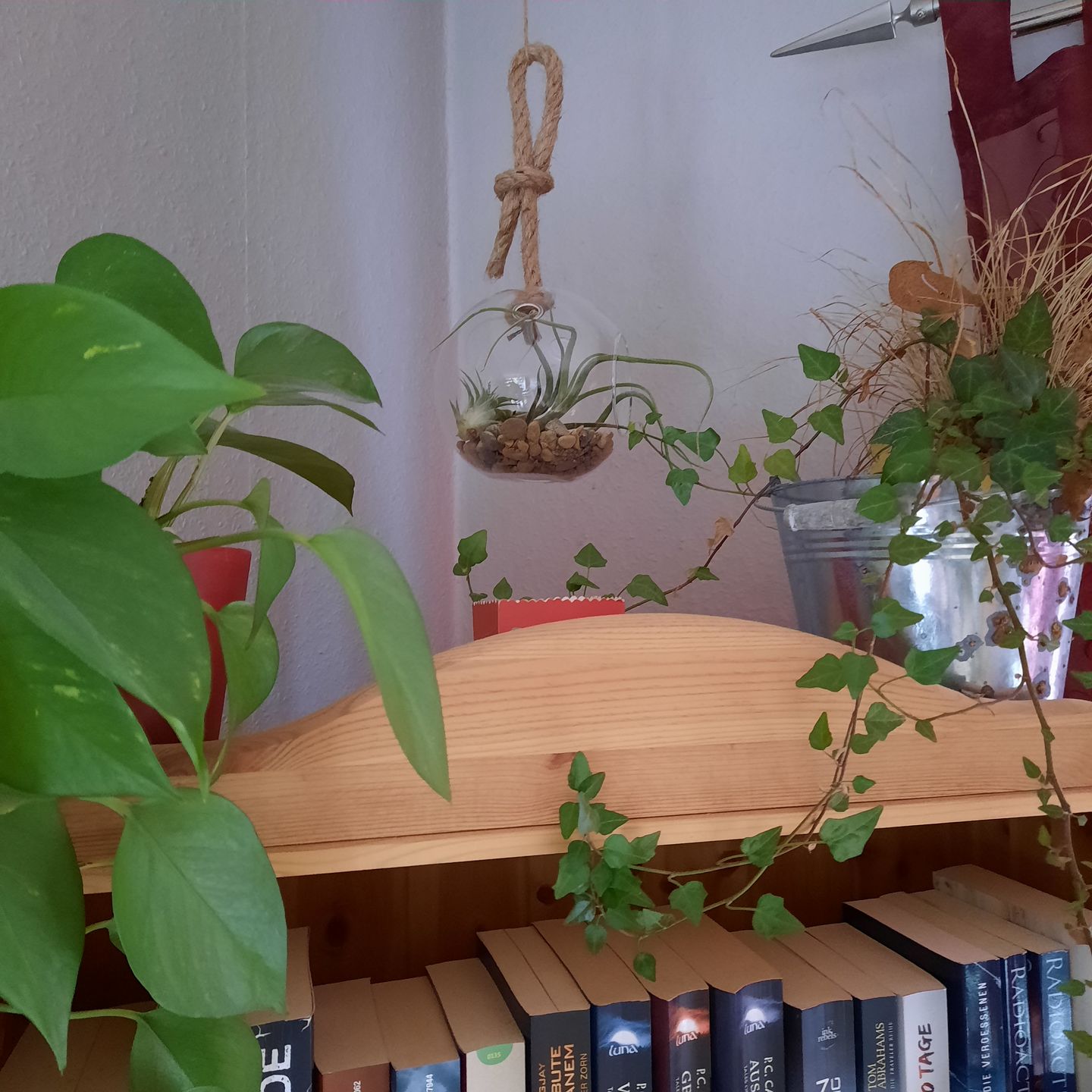 Customer photo review of Tillandsia caput medusae