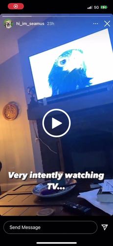 Customer video review of 12 Inch Jumbo Bully Stick