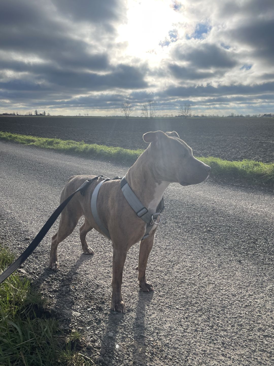 Customer photo review of TRI-Harness® | Anti-Pull, Adjustable & Durable - Dog Trainers Choice - Metal Grey v2.0