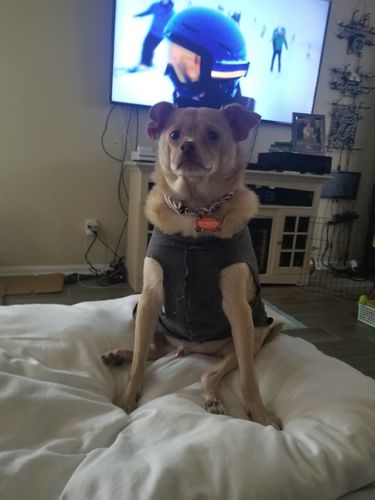 Customer photo review of Biscuits