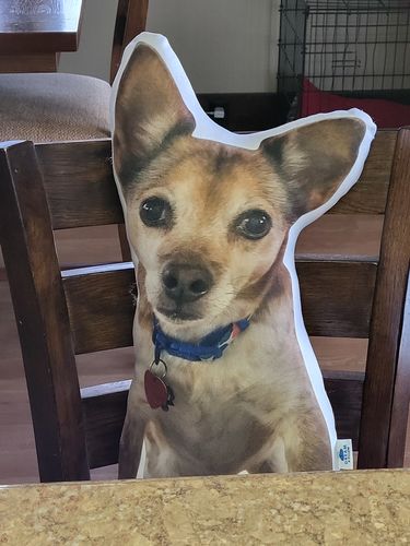 Customer photo review of Create A Custom Dog Pillow