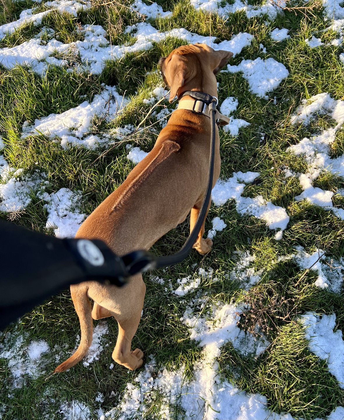 Customer photo review of Slip Lead | Anti-Pull & Anti-Choking Training Lead - Black v2.0