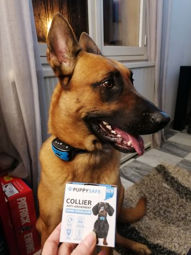 Customer photo review of Collier Anti Aboiement PuppySafe