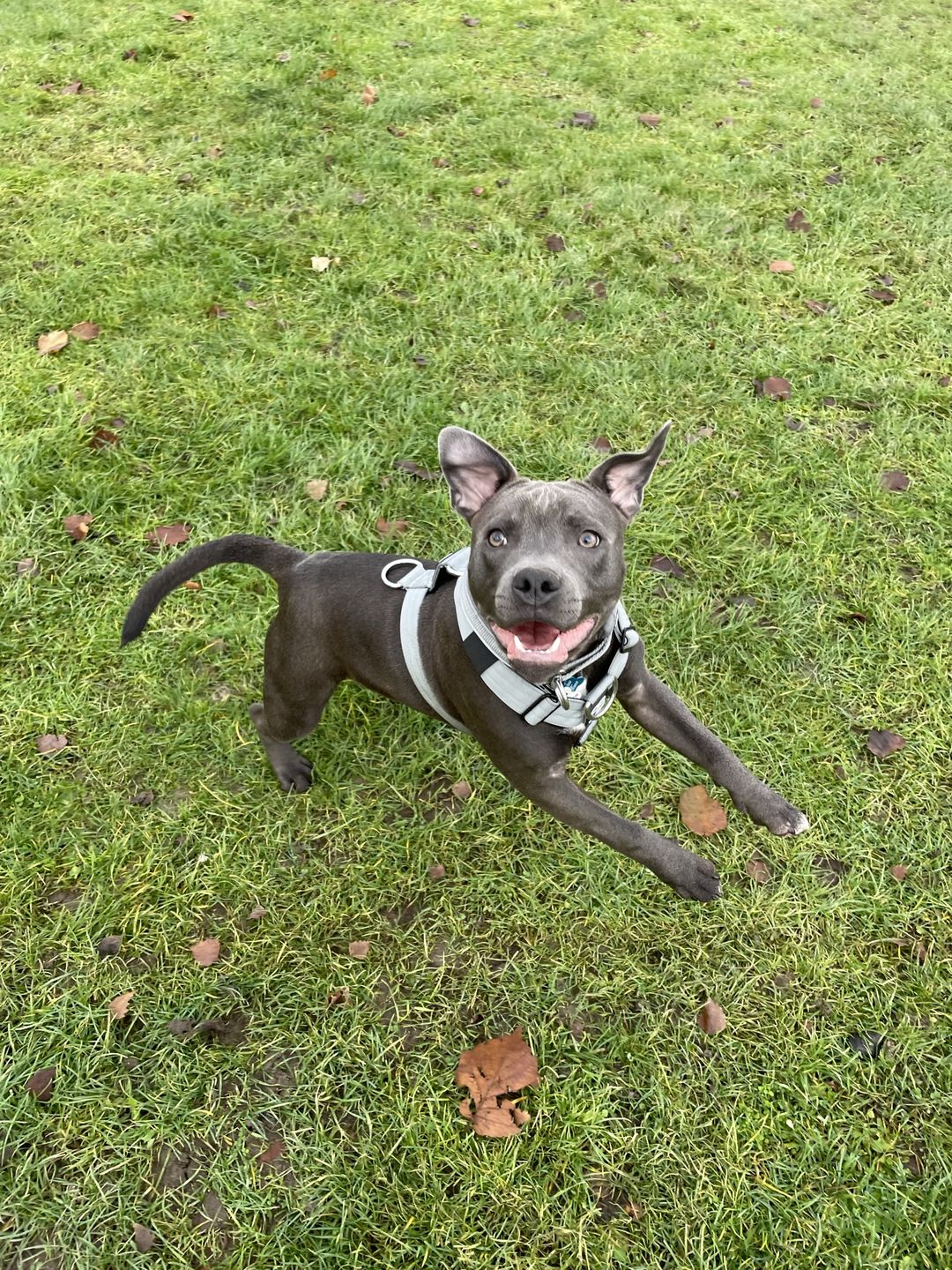 Customer photo review of TRI-Harness® | Anti-Pull, Adjustable & Durable - Dog Trainers Choice - Metal Grey v2.0