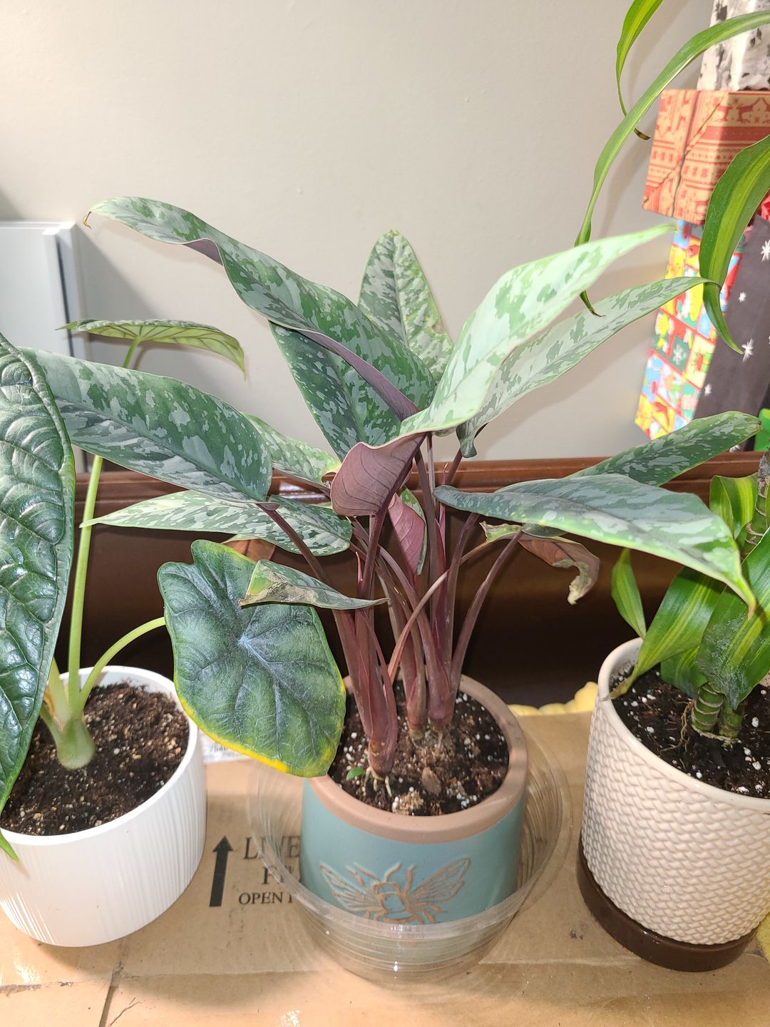 Customer photo review of 4" Apoballis acuminatissima 'Lavallaei'
