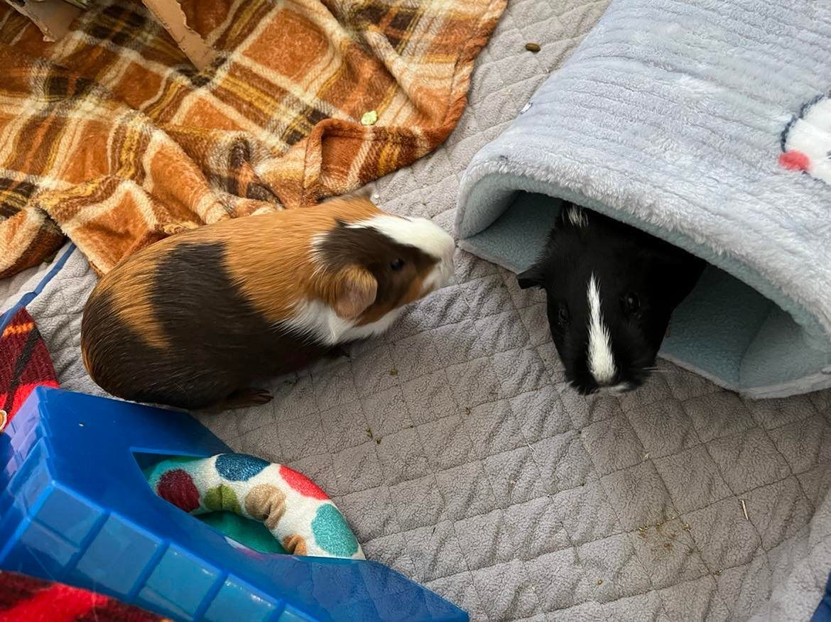 Customer photo review of Offbeat Piggy Play Package - Guinea Pig Toy - Soft and Cuddly