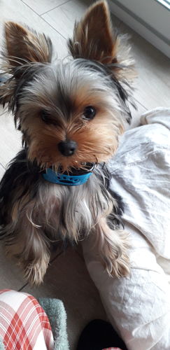 Customer photo review of Collier Anti Aboiement PuppySafe