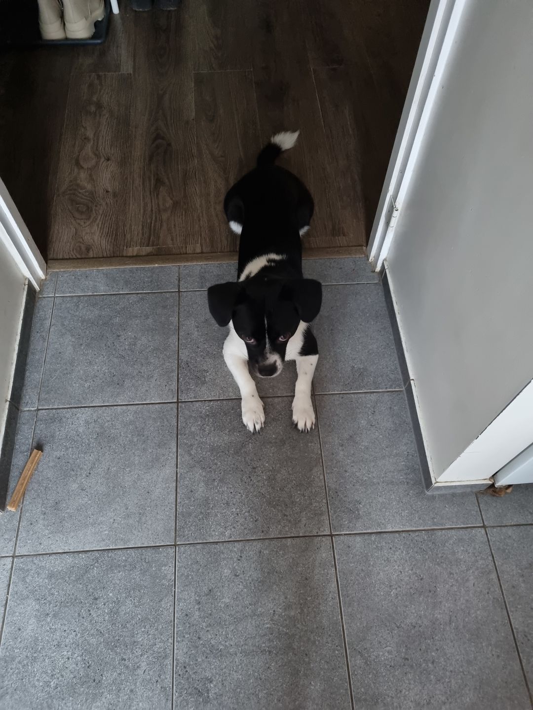 Customer photo review of Dermo ActiWet konservi suņiem
