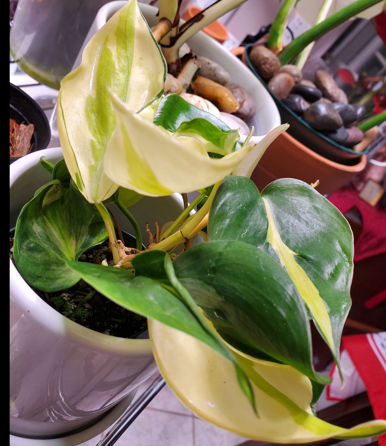 Customer photo review of 3" Philodendron hederaceum 'Gabby' - single stem - PRE ORDER