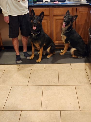 Customer photo review of Omega 3-6-9 Select Soft Chews with Krill for Dogs - 60 & 120 Count
