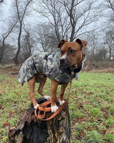 Customer photo review of Visibility Winter Jacket Camo for Dogs
