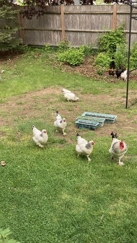 Customer photo review of GrubTerra Dried Black Soldier Fly Larvae