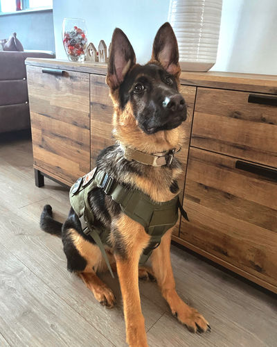 Customer photo review of Metal-Buckle Tactical K9 Dog Collar With Hook & Loop Panel & Top Handle