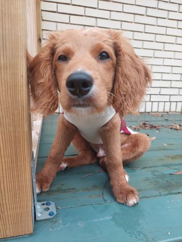 Customer photo review of Paw & Bones