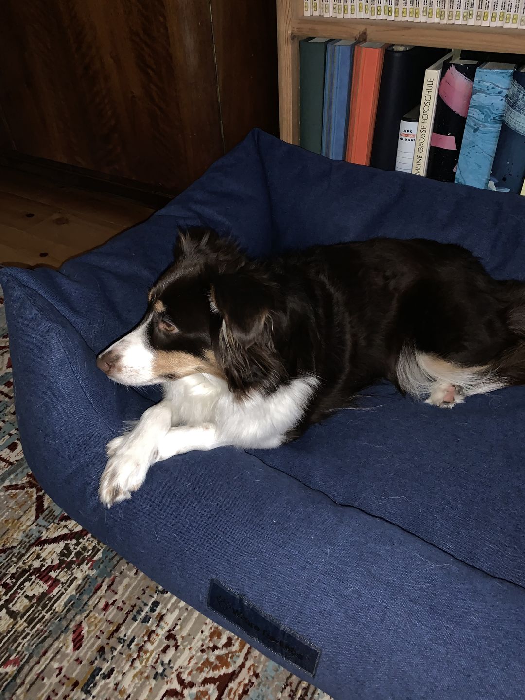 Customer photo review of Orthopädische Hunde Couch