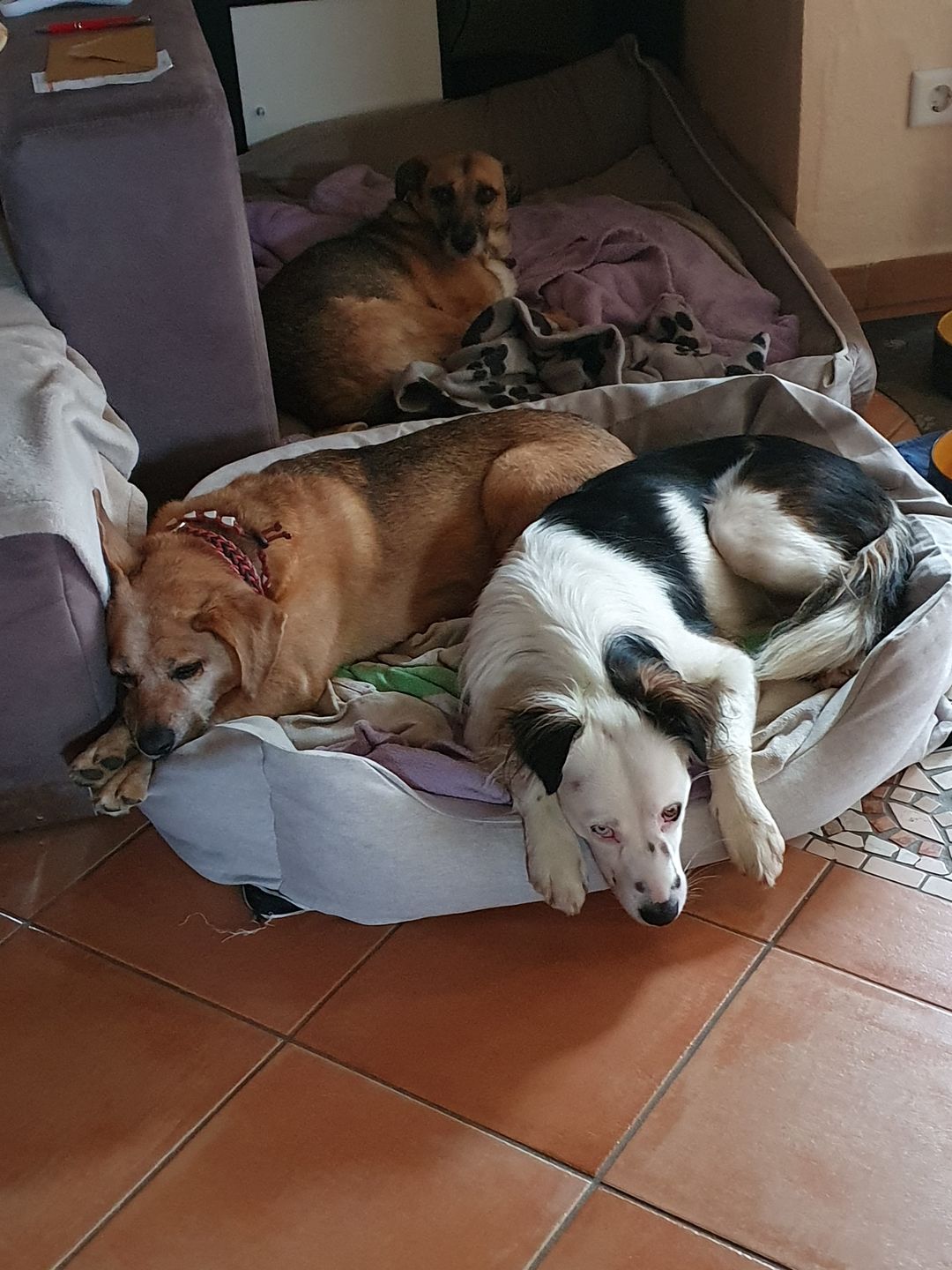 Customer photo review of Orthopädische Hunde Couch