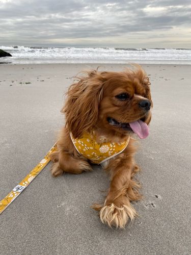 Customer photo review of Dog harness set - Mustard flowers