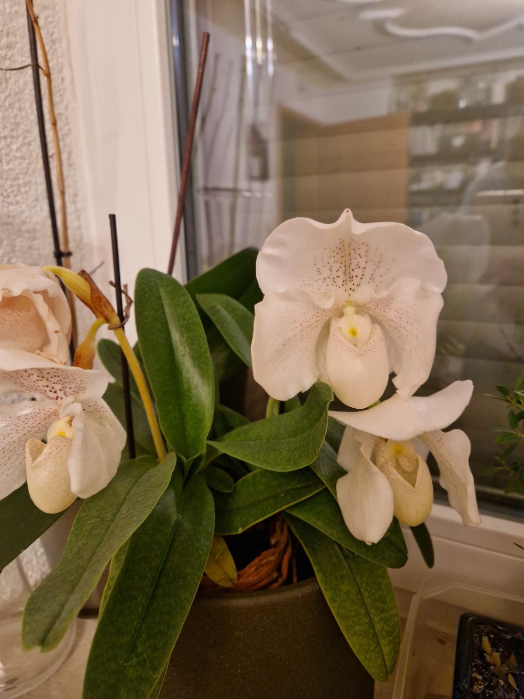 Customer photo review of Frauenschuh Orchidee White Lady