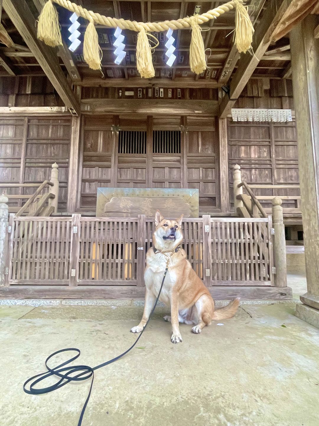 Customer photo review of Competition Leash & Tracking Lines