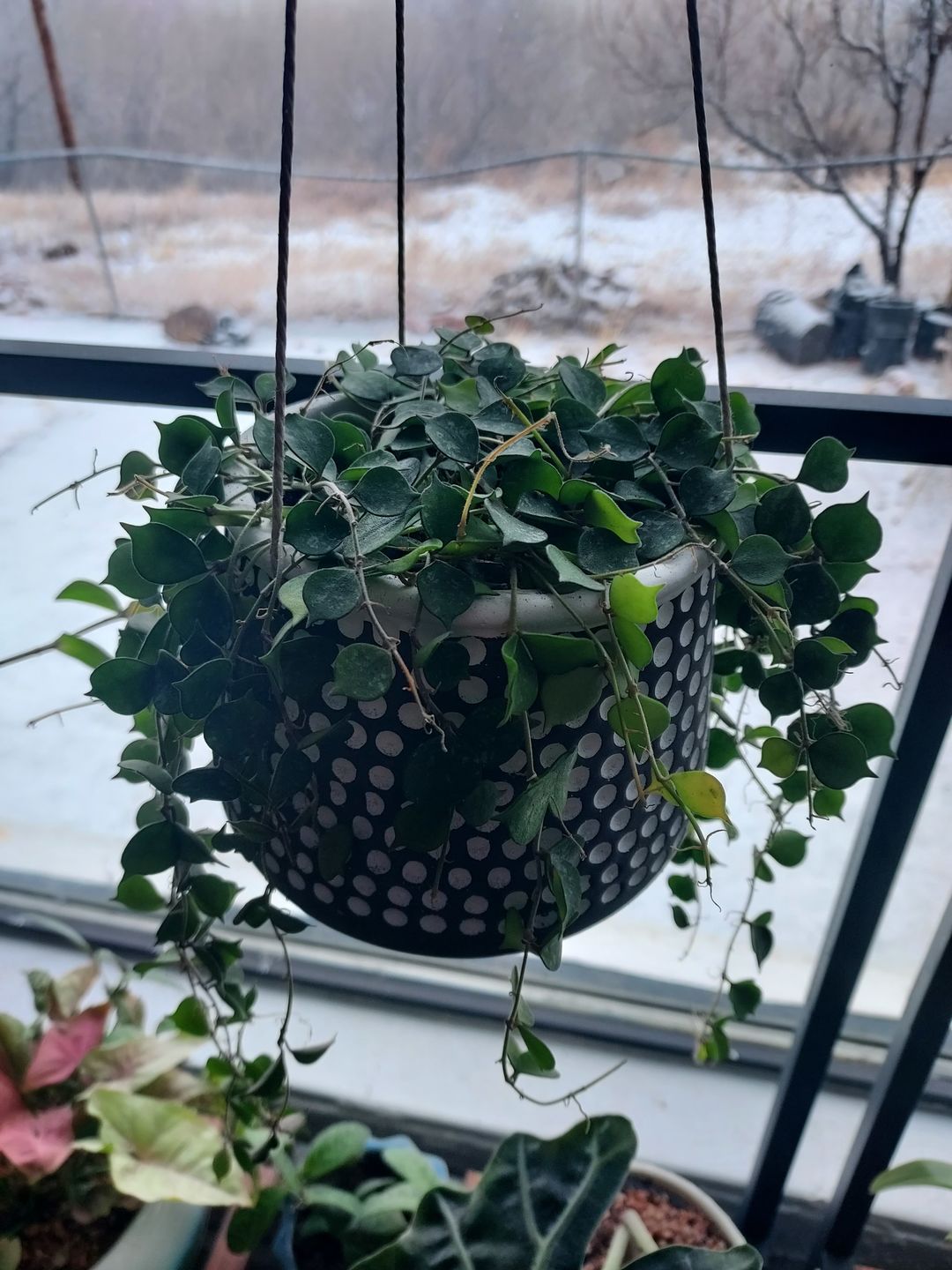 Customer photo review of 4" Hoya curtisii