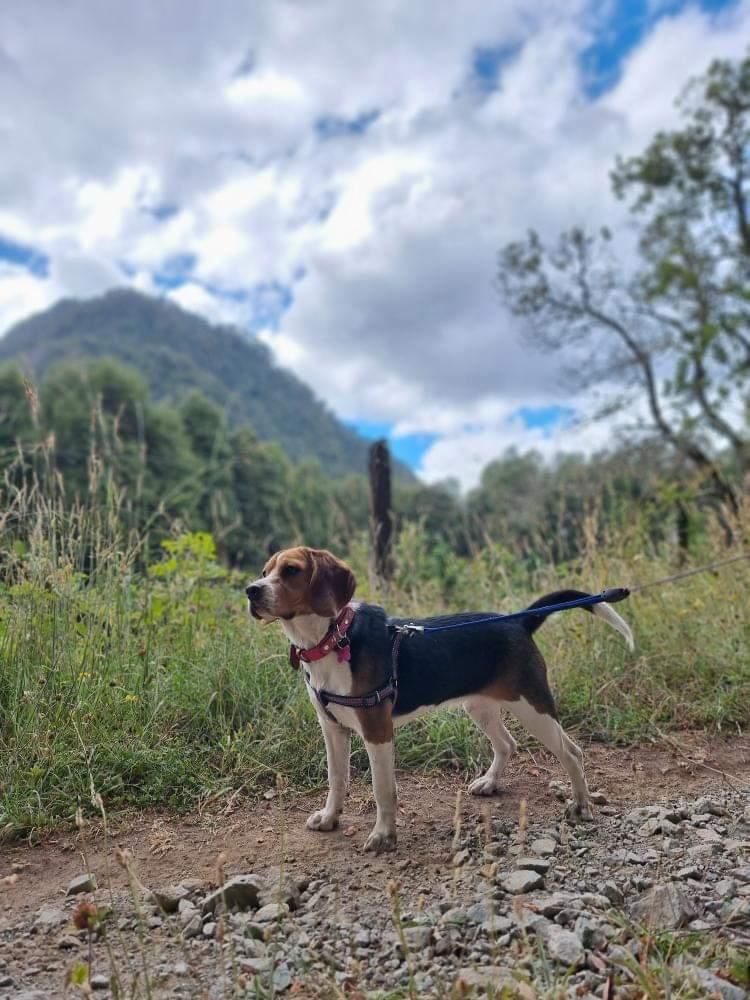 Customer photo review of Collar Duke Fucsia Corrugado/Rosado Corrugado