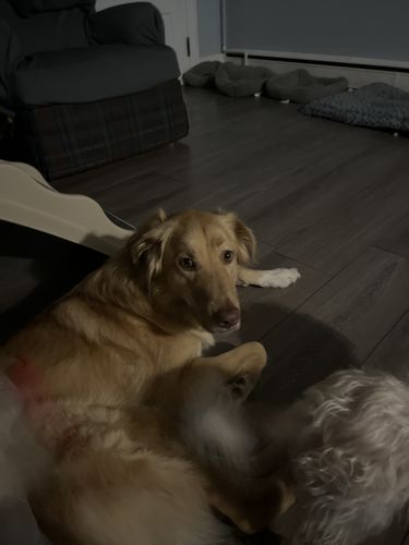 Customer photo review of Pink