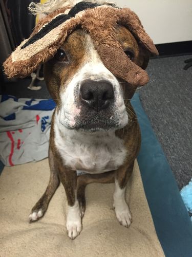 Customer photo review of Organic Coconut CBD Oil : Hip & Joints Health / Skin & Coat : 4 oz - 1,400 mg