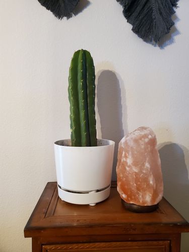 Customer photo review of San Pedro Cactus Cuttings | Trichocereus pachanoi Cuttings