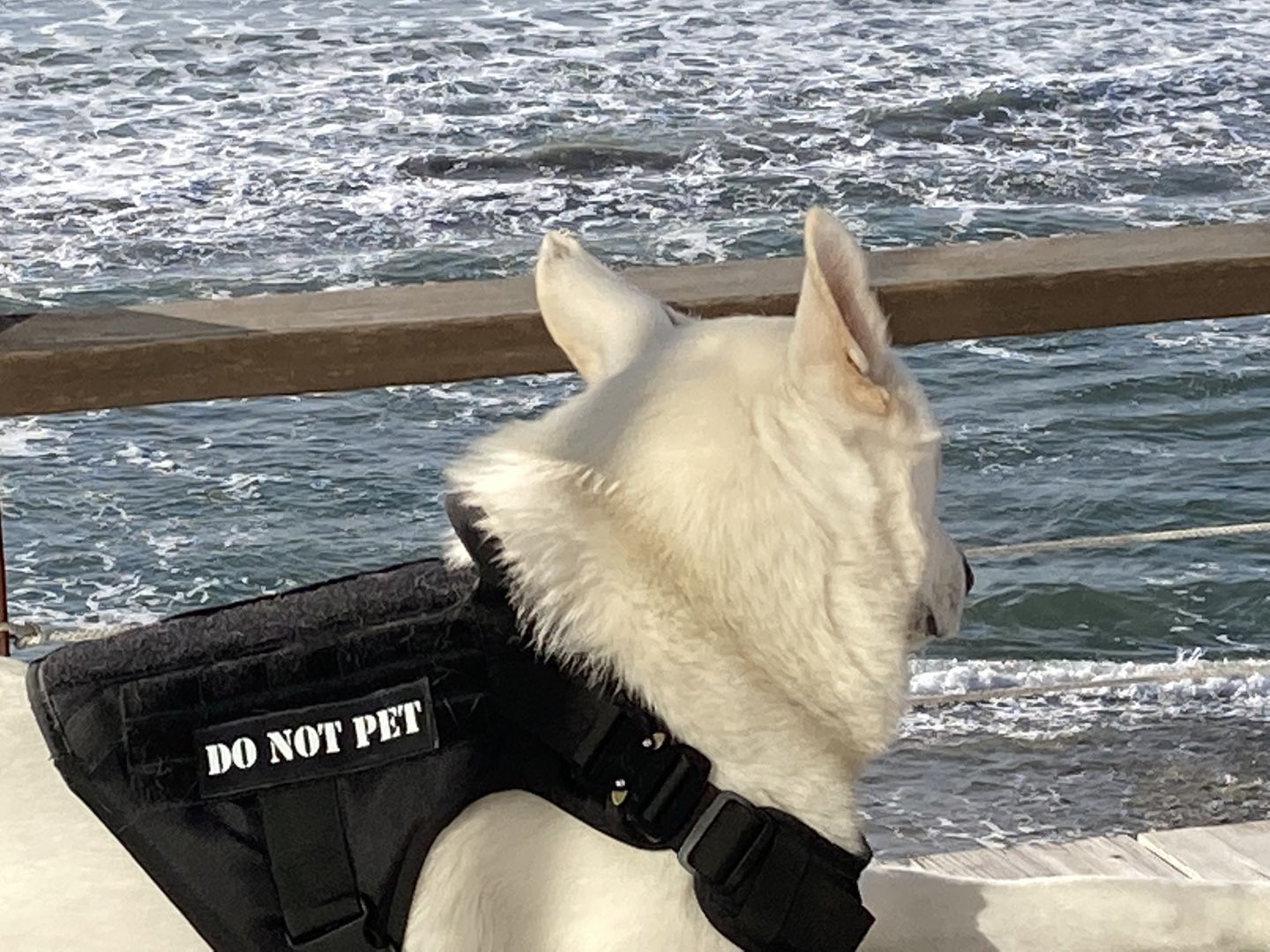 Customer photo review of Hook & Loop Patch For Harness