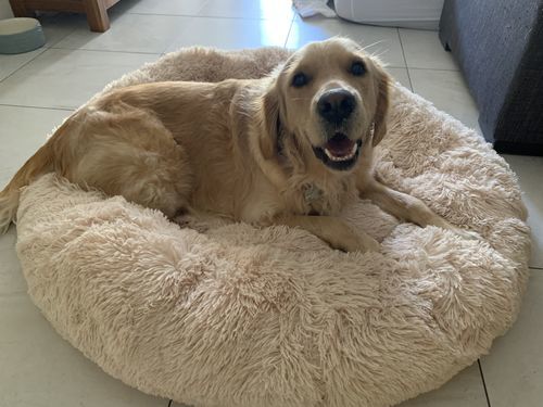 Customer photo review of Brooklyn® Deep Sleep Pet Bed