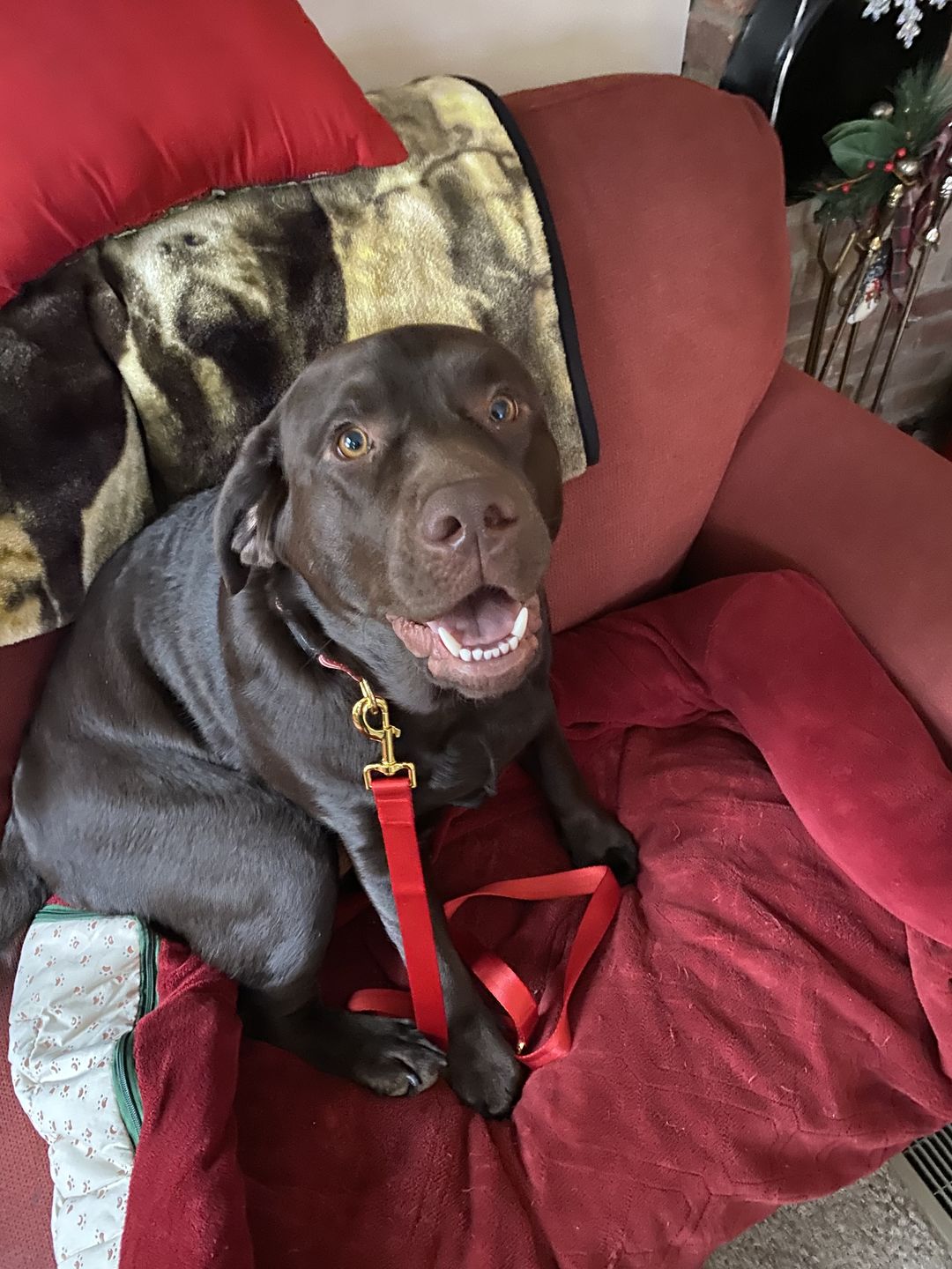 Customer photo review of Daily Support - Full Spectrum Hemp CBD Oil - For All Pets Over 20 Pounds