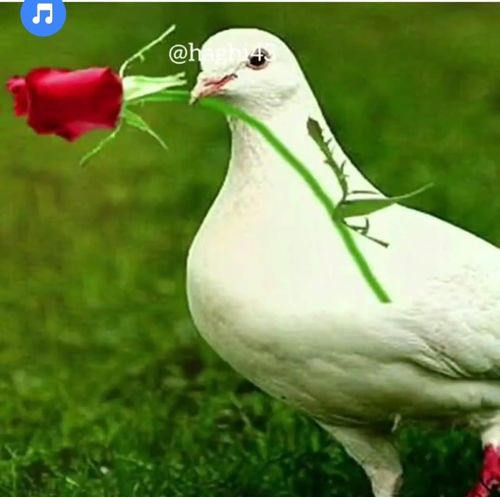 Customer photo review of LYSOZYM®100