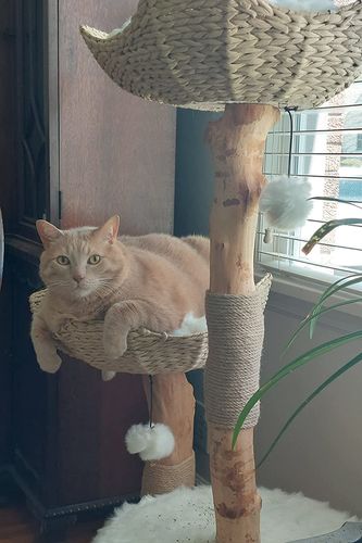 Customer photo review of Michu Selected Real Wood Cat Tree, Large Pre-Order