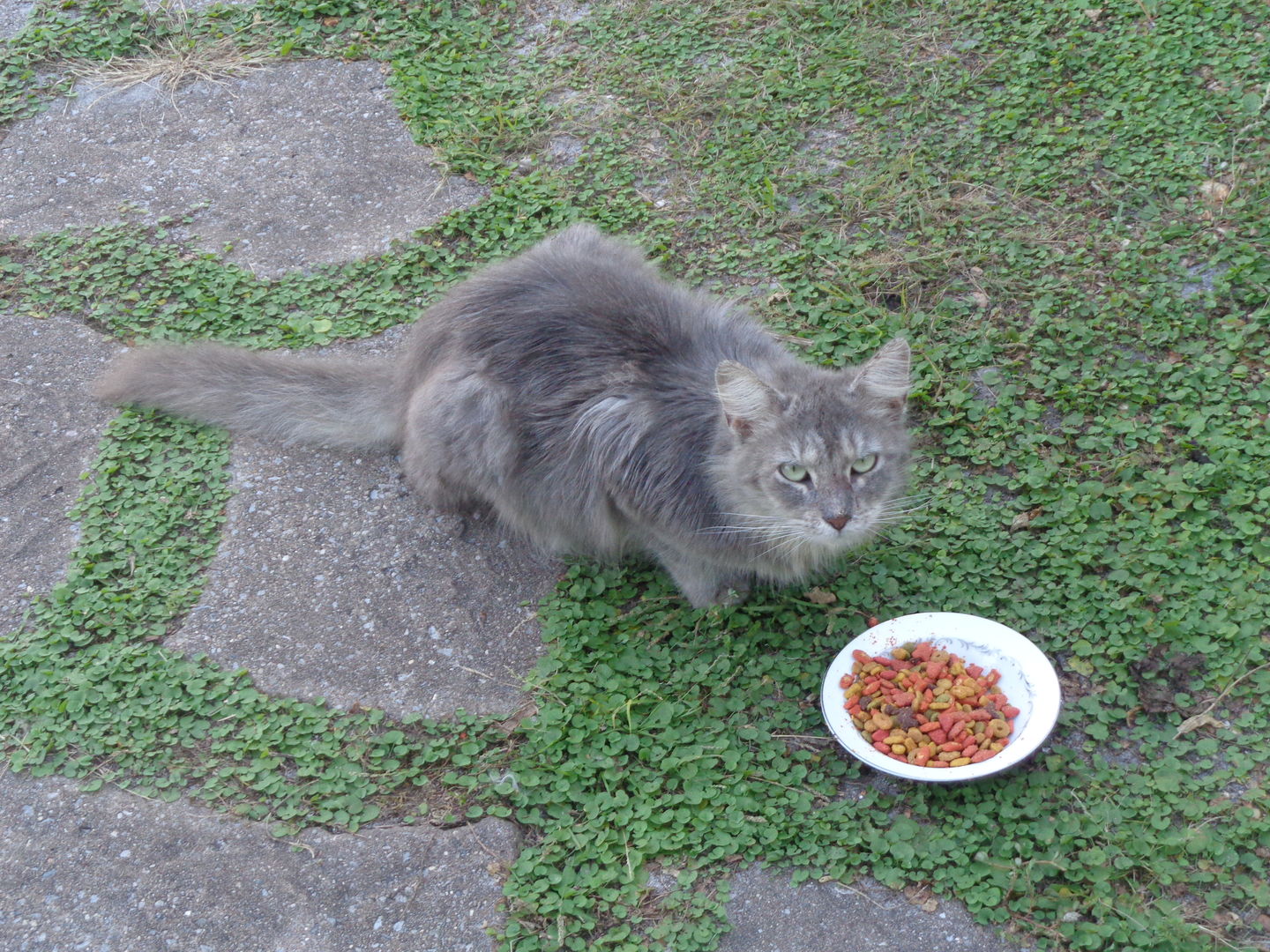 Customer photo review of BestLife4Pets Demodectic Mange and Scabies Relief for Cats (450 pills)