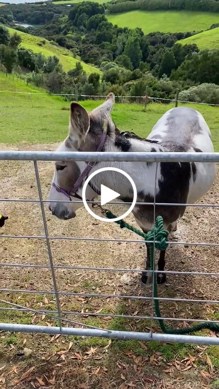 Customer video review of The New Pony Jet 2.0