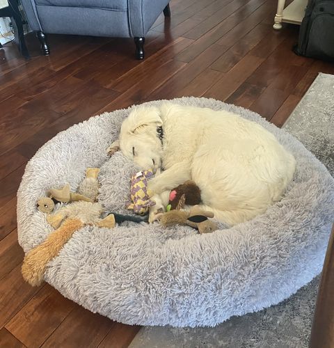 Customer photo review of Brooklyn® Deep Sleep Pet Bed