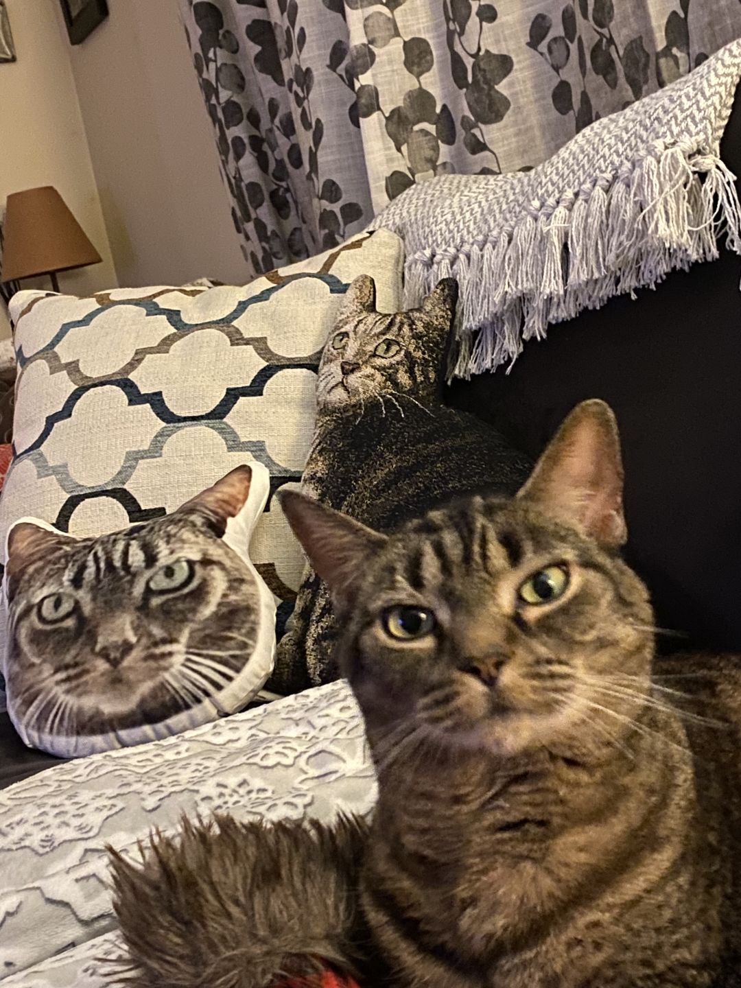 Customer photo review of Custom Pet Face Shaped Pillow from Your Pet Photos, Customized Pet Head Pillows