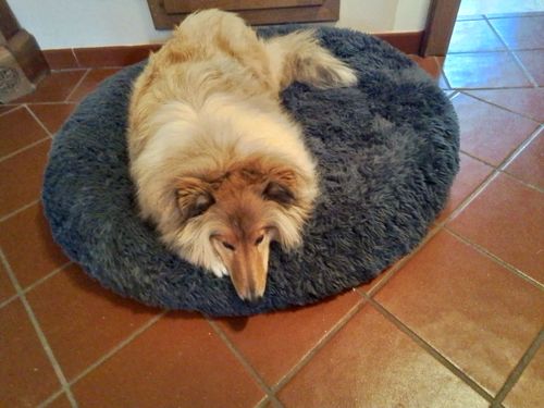 Customer photo review of Puppery Hundebett Wolke 7 - Das Original